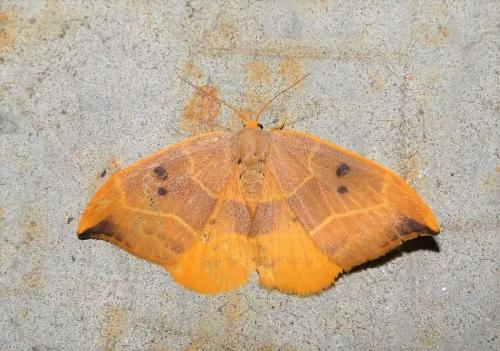 Réf. 228 982 : Watsonalla binaria
